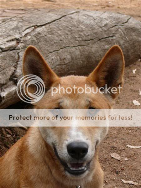 dior dingo pictures|dingo identification.